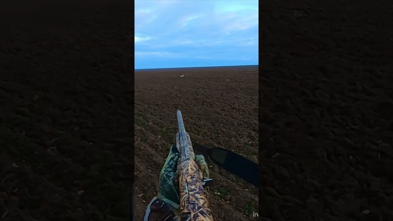 Охота на зайца #shortvideo #охота #охотаназайца #шортс #shorts #short #охотавидео #maxhunter смотреть онлайн