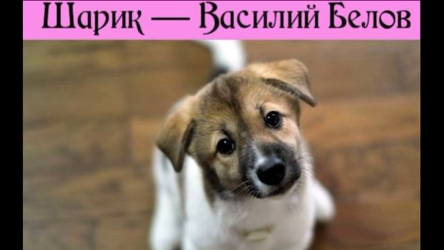 Шарик — Василий Белов — читает Павел Беседин смотреть онлайн