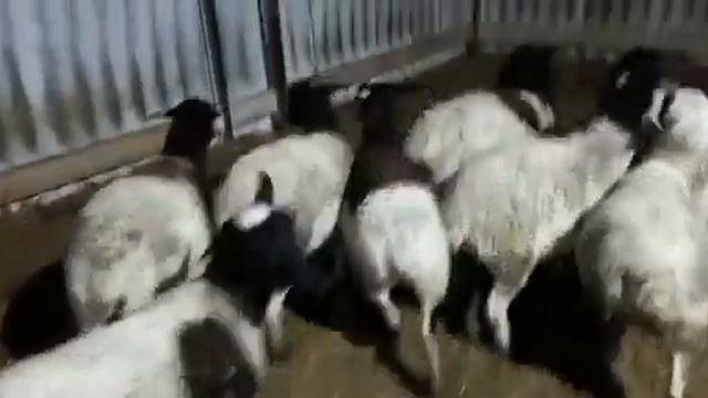 Ярки дорпер на продажу смотреть онлайн