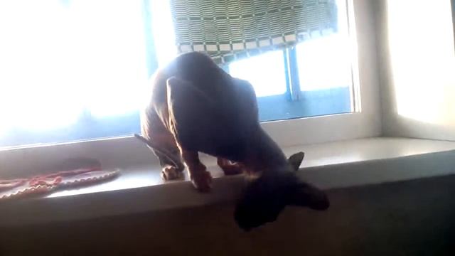 кувырок сфинкса смотреть онлайн