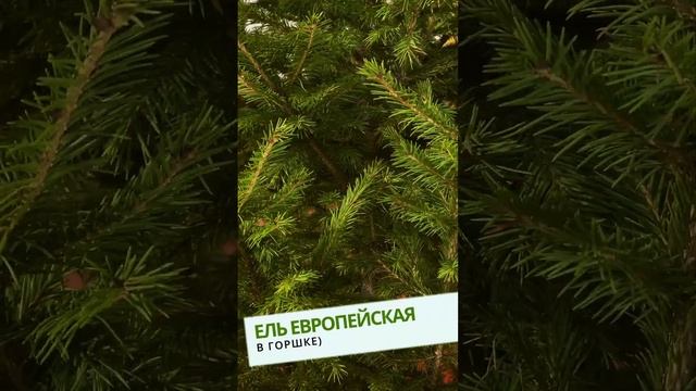 ЕЛЬ ЕВРОПЕЙСКАЯ В ГОРШКЕ от ELKI.VIP