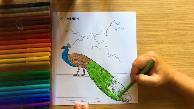 Coloring // Coloring Peacock // Coloring Animals // Peacock // Coloring Pages for Children //Animal смотреть онлайн