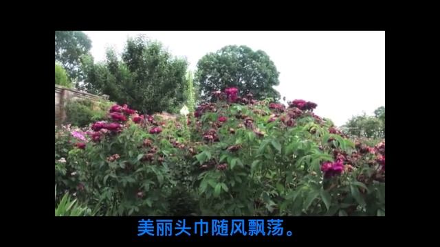 多伦多六月 沙枣花儿香 Toronto Elaeagnus angustifolia blooms in June. 歌曲《沙枣花儿香》王洛宾词曲 刀郎演唱 |Ep.26 2021年6月13日 смотреть онлайн