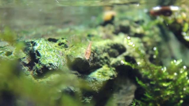 жизнь креветок смотреть онлайн