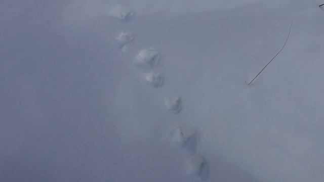 ГЛУХАРЬ НА ТОКУ 2021. Способы поиска глухариного тока, особенности охоты на глухаря весной. смотреть онлайн