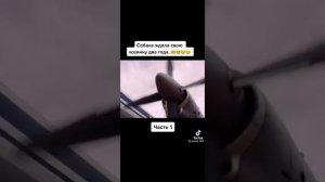 хозяин бросил собаку на самолëте фильм-пальма