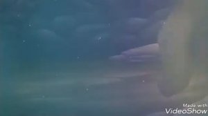 КЛИП. Warriors Cat