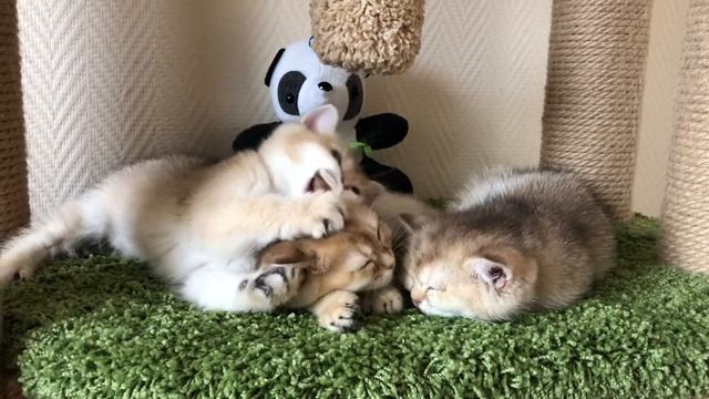 Котята британской золотой шиншиллы смотреть онлайн
