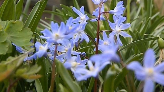 Scilla Siberica