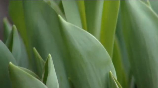 Тюльпаны, крокусы, нарциссы: в Югре распустились первоцветы смотреть онлайн