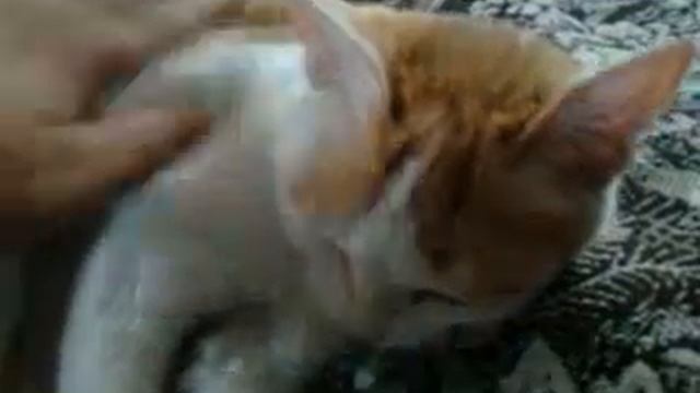 кошка облизывет пальцы смотреть онлайн