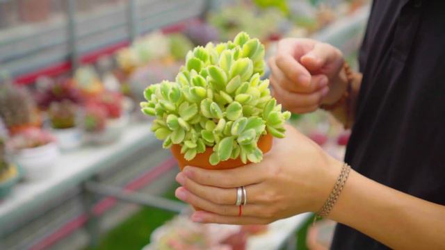 My Variegated Succulent Collection (with ID) - Garden Tour EP4 | 9 Years Living with Succulents смотреть онлайн