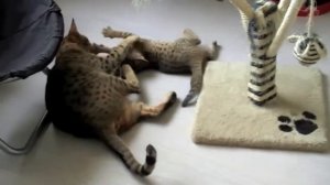 Кот Оцикет.