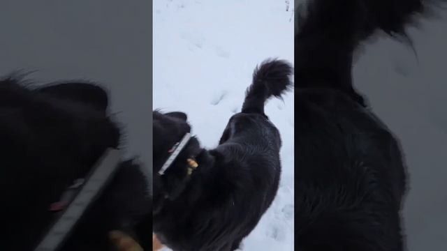 #хотошо ₽новый-год #2023 #собака смотреть онлайн