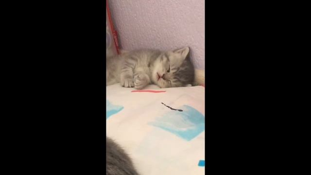 Моему котенку что то снится) смотреть онлайн