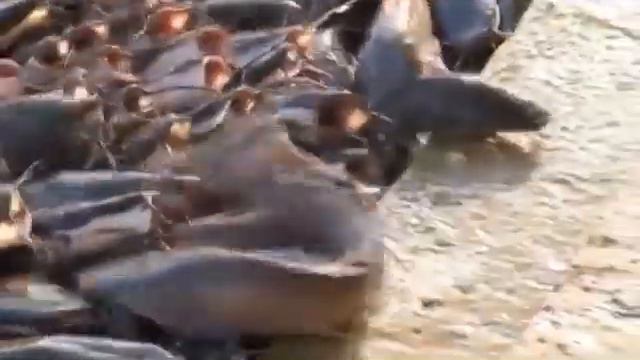 Река кишит сомами смотреть онлайн