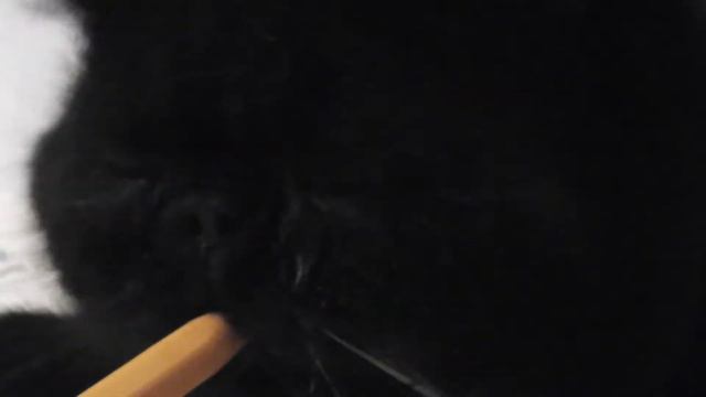 Cat and pen / Котенок и ручка смотреть онлайн