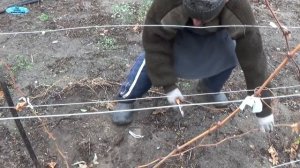 ПРАВИЛЬНАЯ ОСЕННЯЯ ОБРЕЗКА 1-НО И 2-Х ЛЕТНИХ КУСТОВ ВИНОГРАДА!