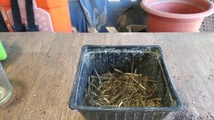 Крассула Кагетсу Нишики Маруба #пересадка #крассула #комнатныецветы #flowers #крассулакагетсунишики