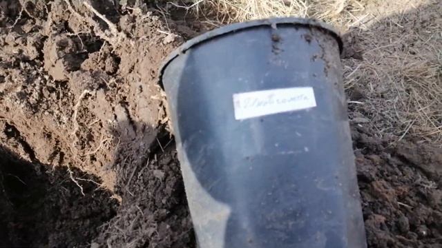 Пересадка растений в открытый грунт. Кусочек лета по весне. Сад в начале апреля. смотреть онлайн