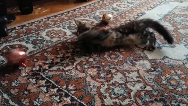 Милый котенок мейн-кун смотреть онлайн