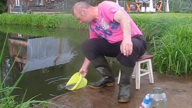 Зарыбление карася. Сколько и как правильно зарыбить рыбу в пруд смотреть онлайн