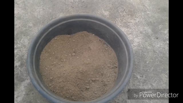 Grow Gladiolus Bulbs with 100% results | Gladiolus बल्ब के आसानी से उगाने 100% सफल तरीका।with Updat смотреть онлайн