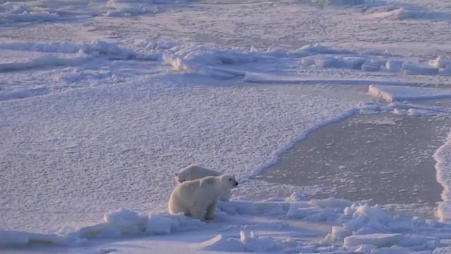 медведица и годовалый медвежонок (1) смотреть онлайн