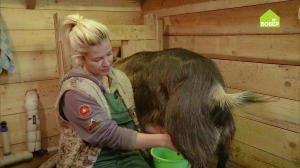 ДОЙКА КОЗЫ. Как правильно доить козу. Советы фермера по дойке козы. Секреты животноводства