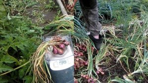 От посадки до сбора урожая разных сортов лука шалот. Подведение итогов.