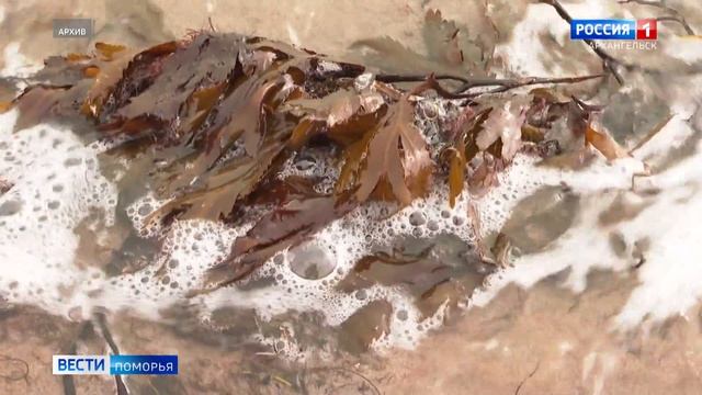 Архангельский водорослевый комбинат заплатит полмиллиона рублей за незаконную добычу анфельции смотреть онлайн