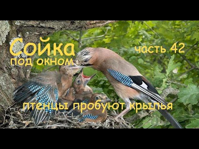 23 мая - все вместе пробуем крылья смотреть онлайн