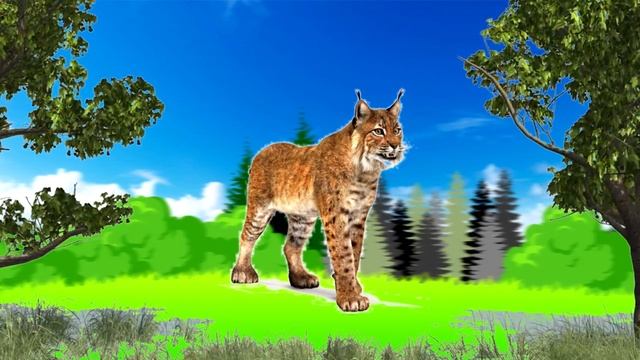 Лесные и дикие животные для детей. Мир животных для детей смотреть онлайн