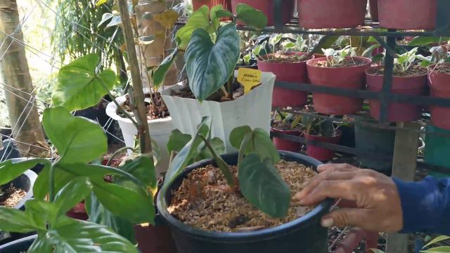 LISA JAVIER GARDEN | Rare Philodendrons And House Plants | Garden Center Calauan Laguna