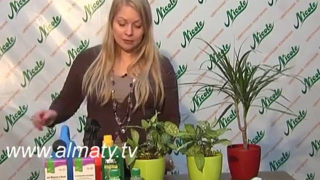 Драцена суркулоза смотреть онлайн