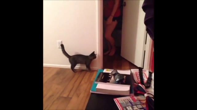 ПРИКОЛЫ С КОТАМИ 2 смотреть онлайн