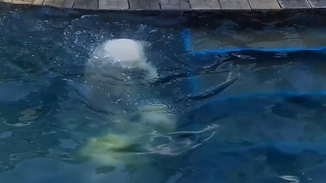 У каждого медвежонка должен быть свой остров................... смотреть онлайн