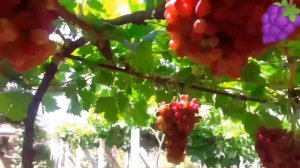 Виноград на горизонтальной шпалере часть 1