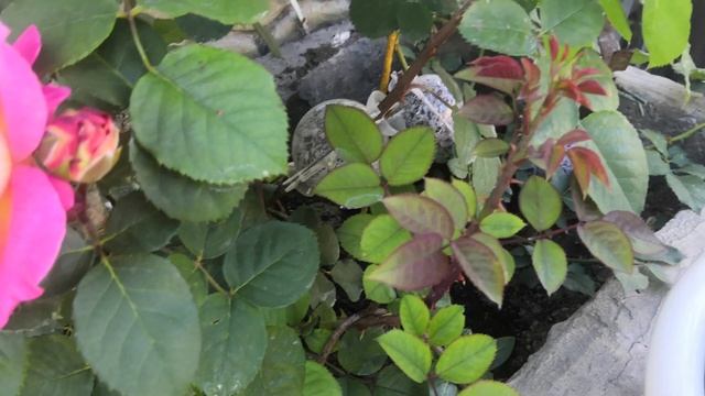 Роза кустовая Шато де Вертуа