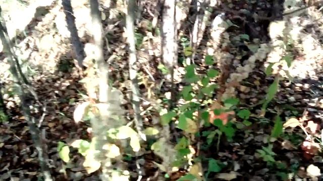 грибы на даче смотреть онлайн