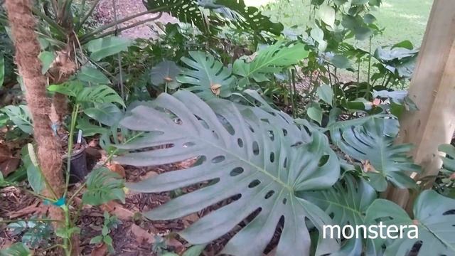 USF Botanical Gardens Bromeliad Bash смотреть онлайн