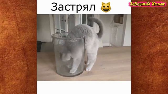 Кот застрял смотреть онлайн