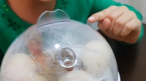 Мини инкубатор на 7 яиц.Часть 2. Цыплята вылупляются