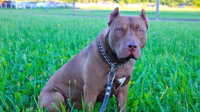 Собаку подвесили на цепь ,все проходили мимо боялись подойти к ней! смотреть онлайн