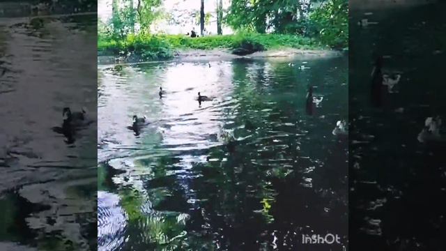 Катамаран и утки смотреть онлайн
