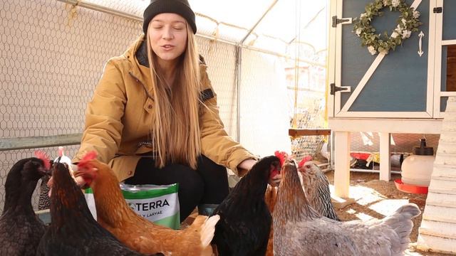 Chickens Stopped Laying Eggs - How to Get More Eggs During Winter Naturally смотреть онлайн