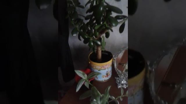 Видео для любителей комнатных растений. Август 2016 смотреть онлайн