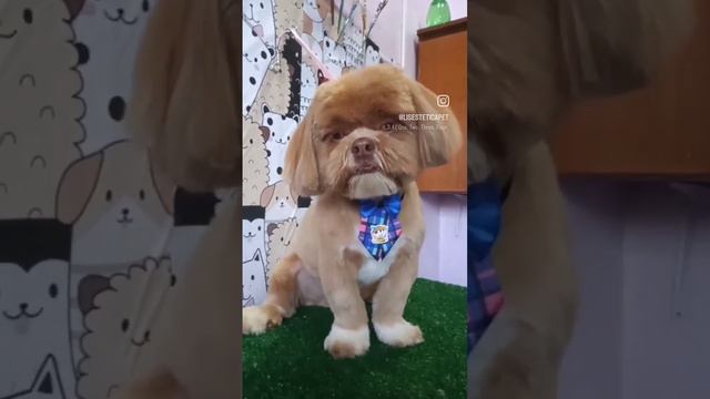 tosa na máquina @lisesteticapet смотреть онлайн