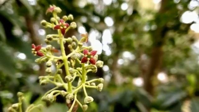 Япония. Саксофон и гитара для хорошего настроения смотреть онлайн