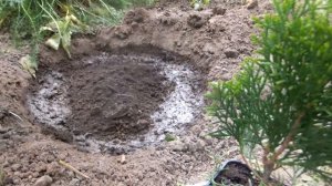 Посадка маленькой туи.